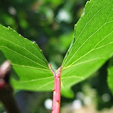 Jael Cortes Contreras