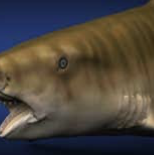 RetartedShark55