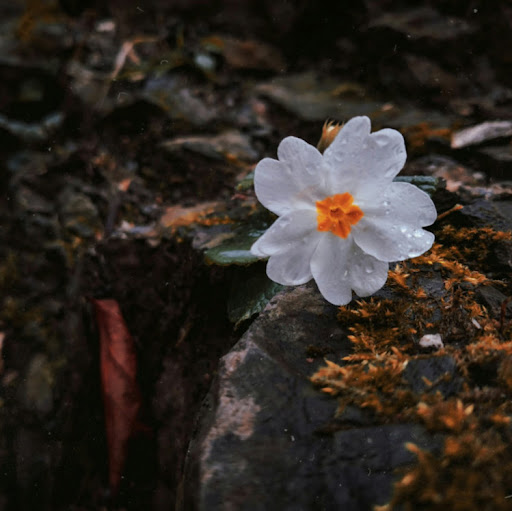 Mia Mardiani profile icon