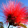 Foto do escritor: Adriana Calliandra