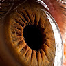 followers-img1