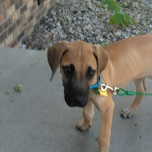 Banana_Guns 2