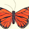 butterflyn