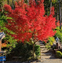 劉芳岑