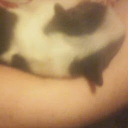 Mandy Panda