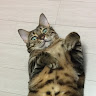 곰앙지