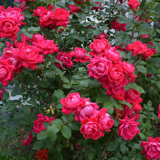 Leela Kancharla's avatar