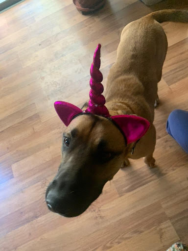 Antonia Francesca Petit