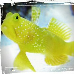 Acuario Marino SV's avatar