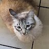 neutraltiramisu