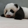黃柏淵