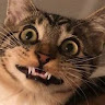 Cat MuTom
