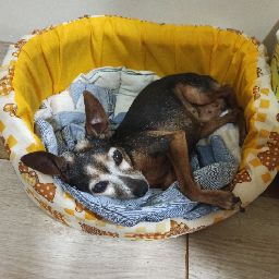 Avatar de Super Mario