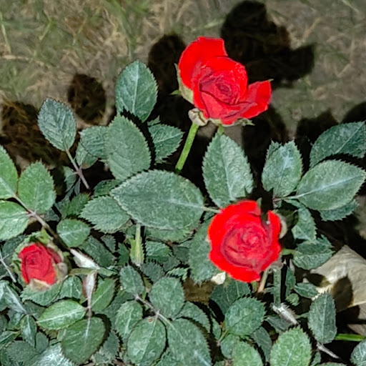 vennela yellumahanti