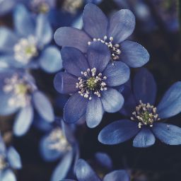 فاطمه شیروانی