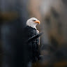 Foto del escritor: Eagle .