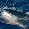 Writer: Shark Fishing