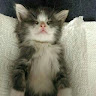 amillion kittens