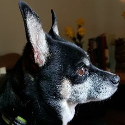author
