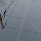 ผู้ใช้: Leona Mericle