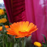 Image pertaining to PAVANA BASAVARAJ
