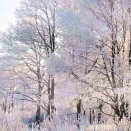 Salma H.Gamal's avatar