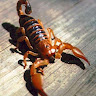 Writer: Provisions Pest Control