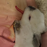 Rabbitlover