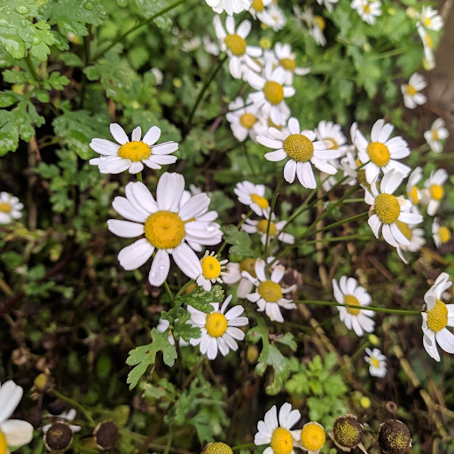 Jesus Adrian Espinoza