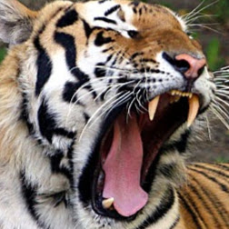 Tiger Peng