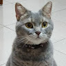 Lily Chan
