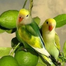 jay chakraborty profile pic