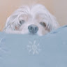 userThumbnail