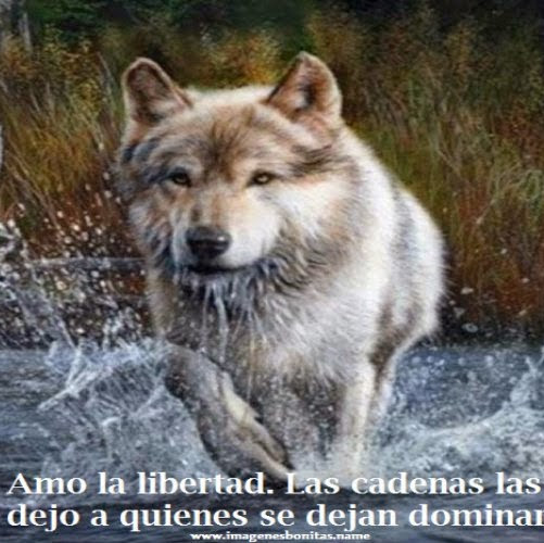 Jhostin Sebastian Cortes Salazar