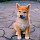 shibe