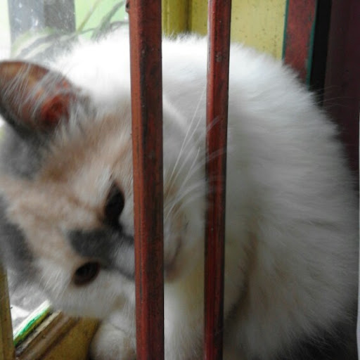 Camelia Junior
