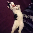 Image pertaining to MEOW I'M FIFI