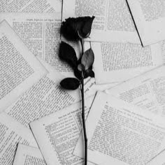 Profile picture of limelight.wdw