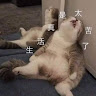 12-盧柏愷