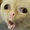 黃博昱
