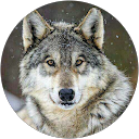 Opinión de grey Wolf