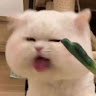 柒柒