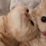 ひがしかたひのこ