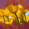 Created by