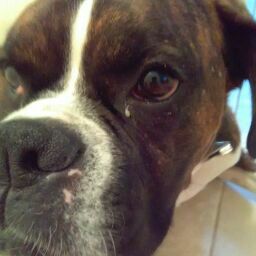 diesel forever
