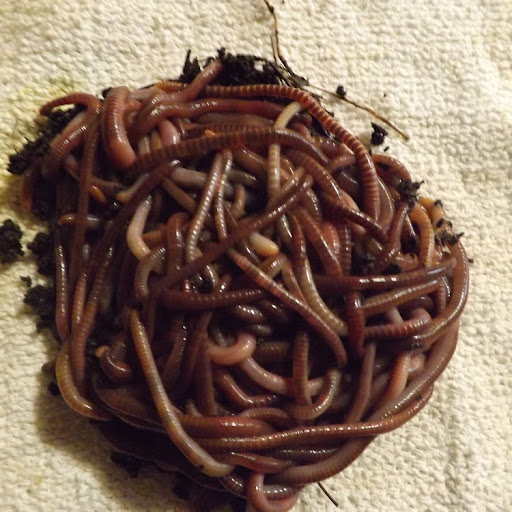 Worms-R-Us Wormsrus