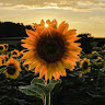 Sunsyy