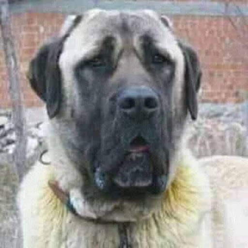 Image pertaining to KUZEY PI