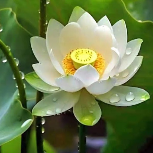 Image pertaining to JAYASHREE RAMAN