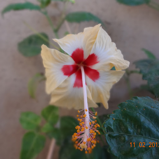 Dharmesh Shah